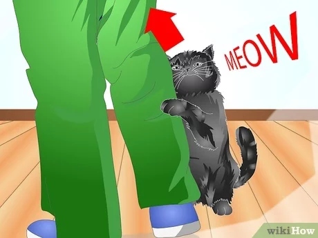 Yes, you can teach your kitten to meow.