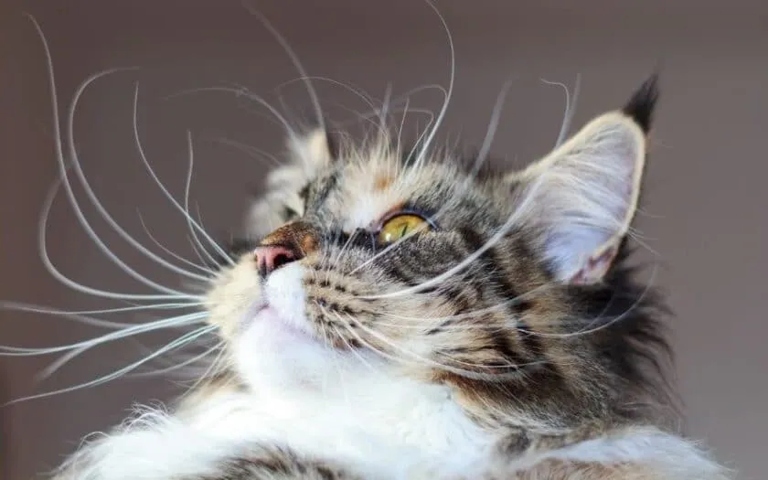 Yes, you can trim your cat's whiskers, but be careful not to cut them too short.