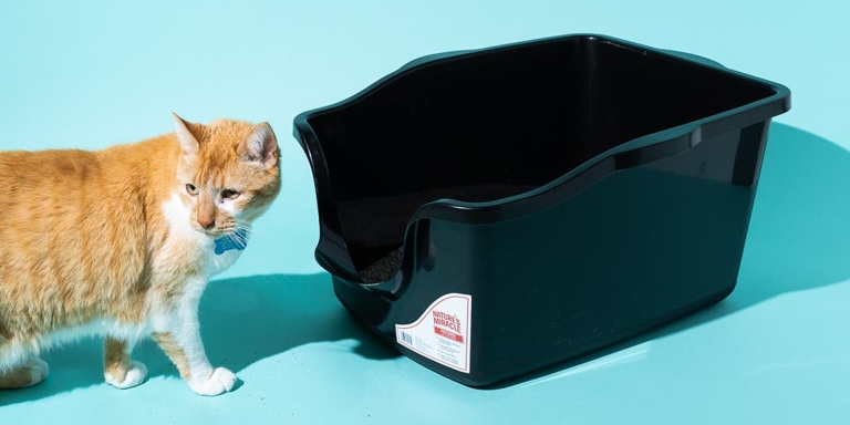 Yes, you can use baking soda in your cat's litter box.