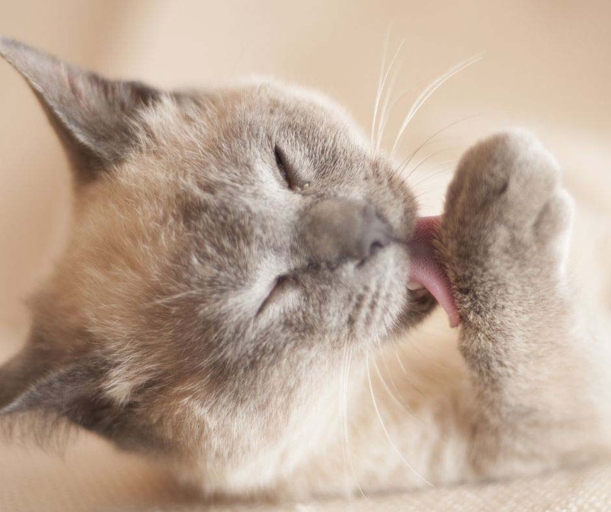 Yes, you can use baking soda to brush your cat's teeth, but be sure to do so carefully and avoid getting the baking soda in your cat's eyes, nose, or mouth.