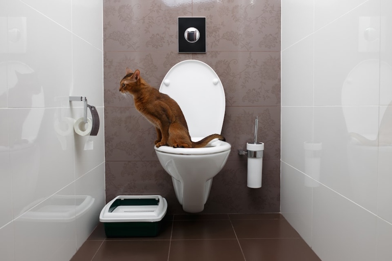 You can train your cat to use the toilet, which is a fun and convenient way to deal with their waste.