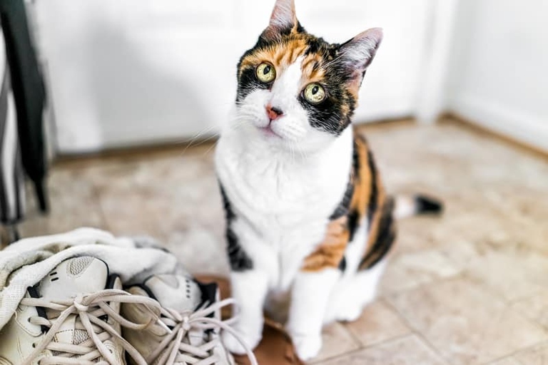 Your cat is bringing you socks because they are trying to help you learn to hunt.