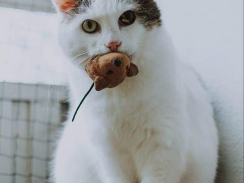 Your cat is teaching you how to hunt by bringing you toys.
