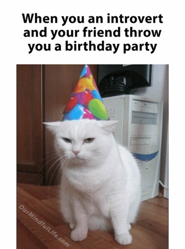 Your cat is your best friend, so why not throw them a party?