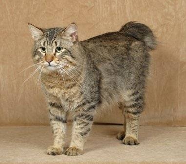 Your cat may be mixed with bobcat if it has a coat that is shorter and less dense than that of a domestic cat.