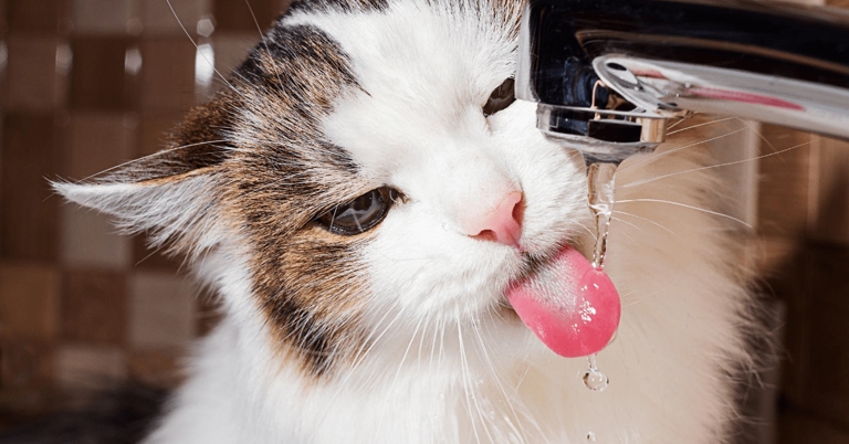 Your cat may like moving water because it is a natural hunting instinct.