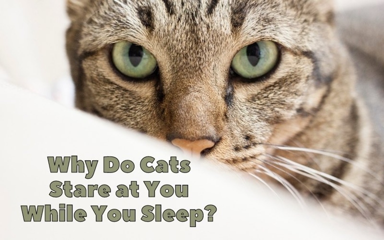Your cat might be staring at you while you sleep because they love you and want to make sure you're okay.